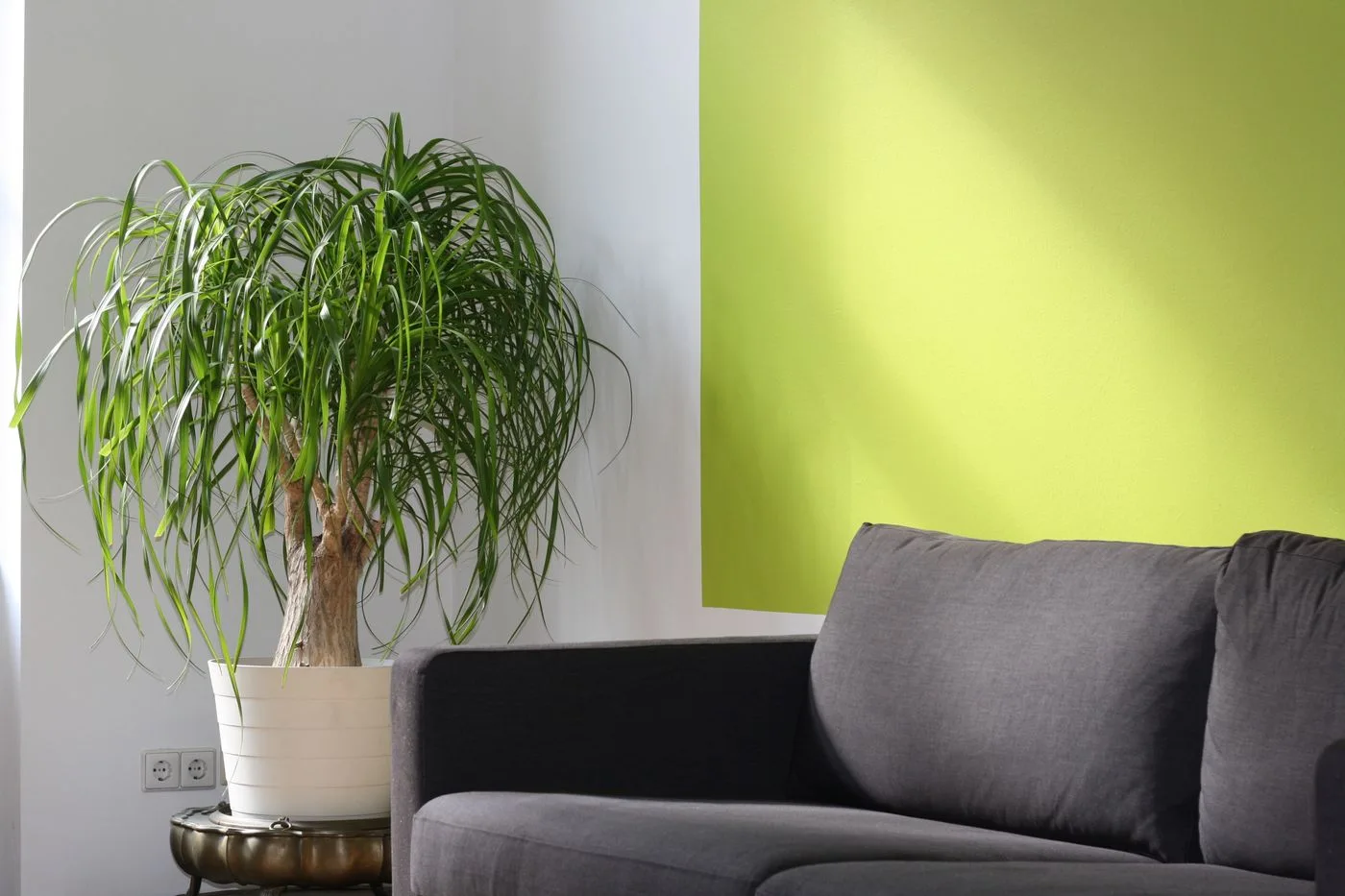 A gray sofa and indoor plant beside a bright green wall