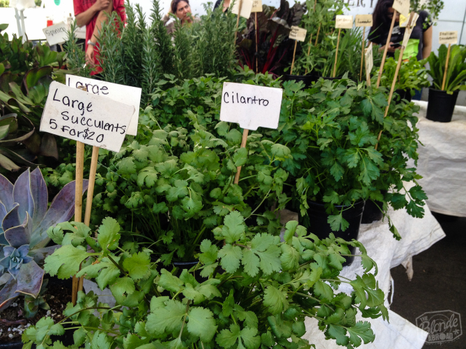 Fresh herbs