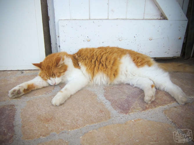 Cats in Bonifacio