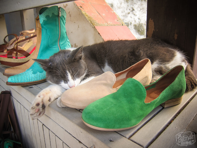 Cats in Bonifacio