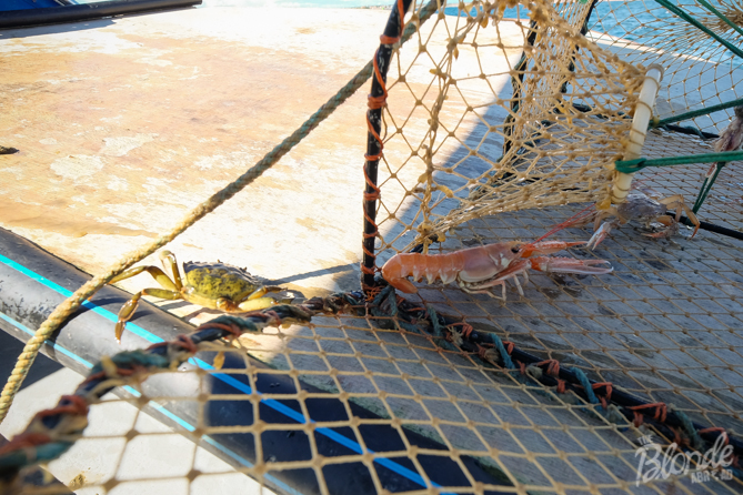 Crayfishing