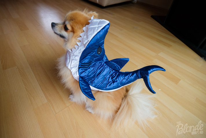 Dog Costume