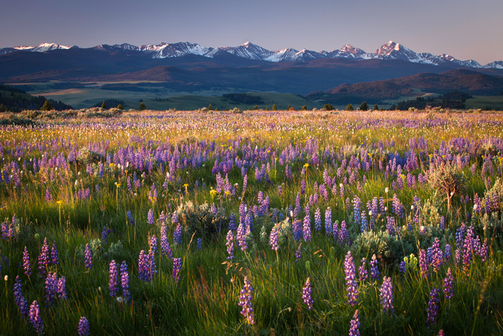 Montana-Lupines