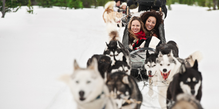 Dog Sled Banff