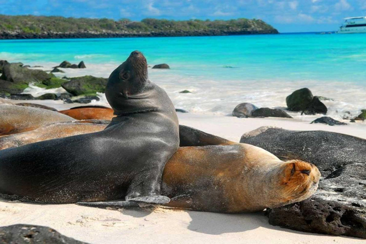Galapagos Seals