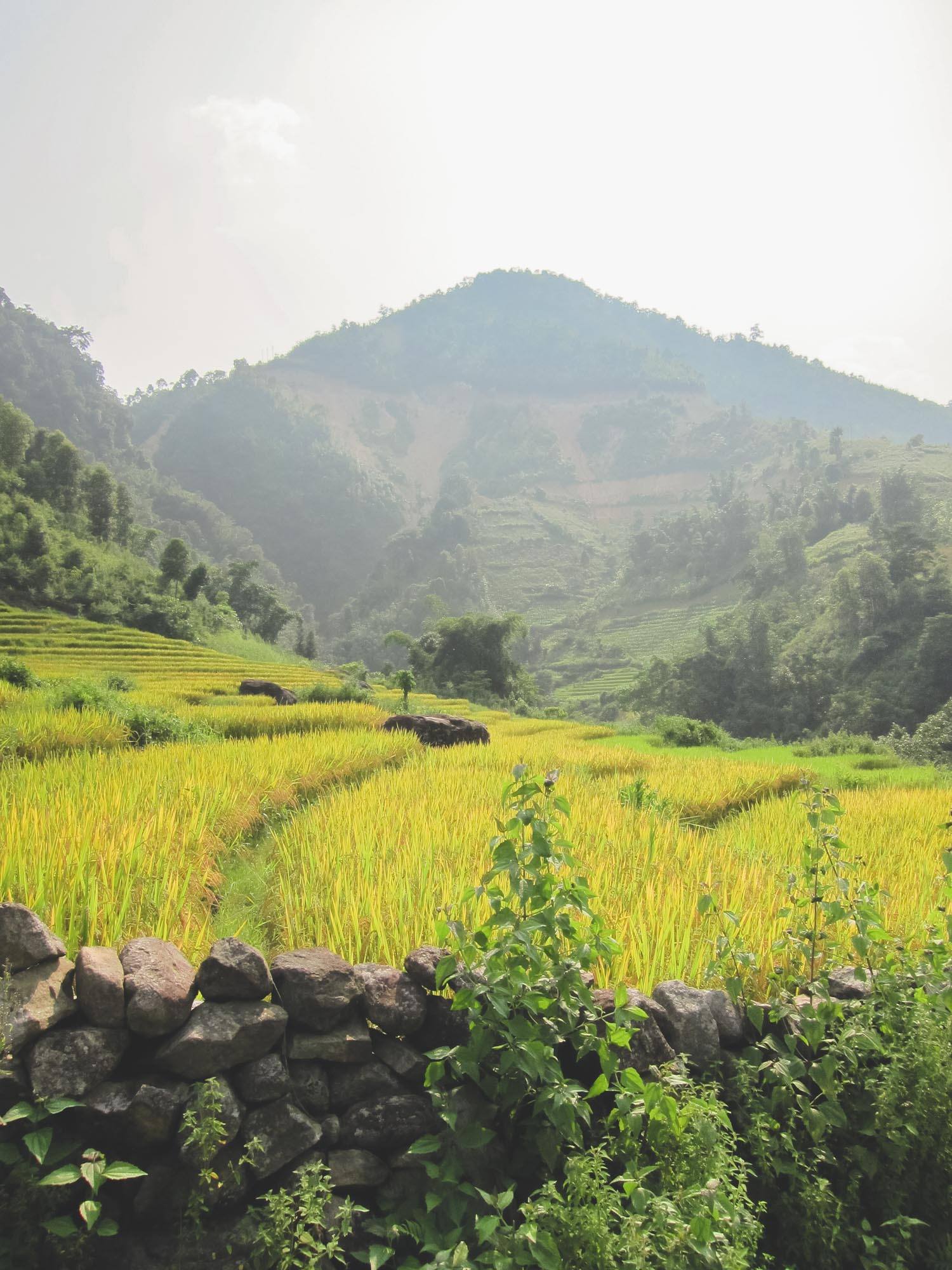 Pasture in Vietnam
