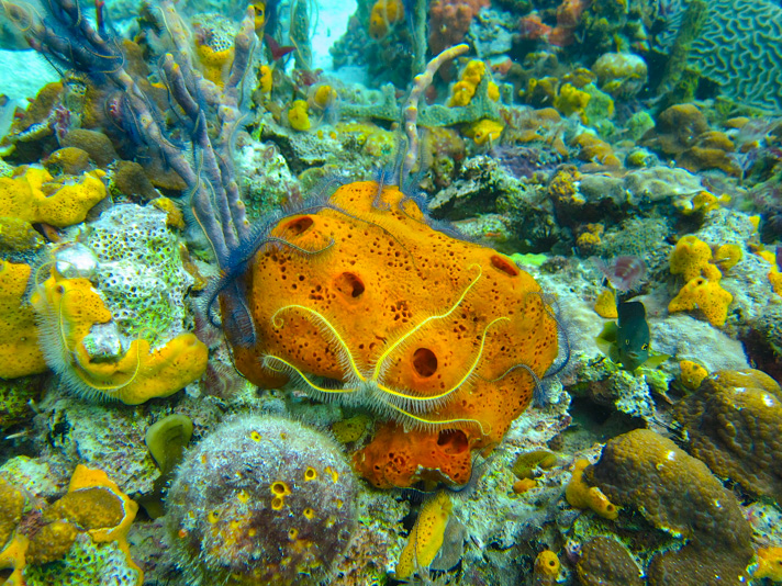 Diving in Bocas del Toro