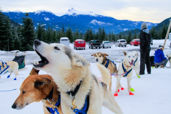 Dog Sledding Whistler