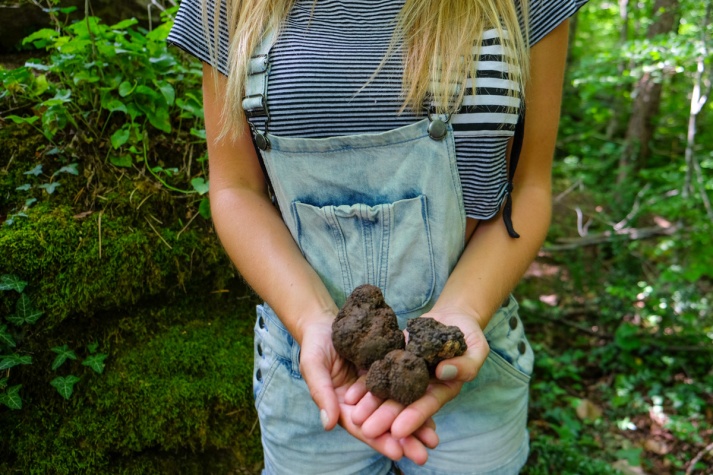 Truffles in Istria
