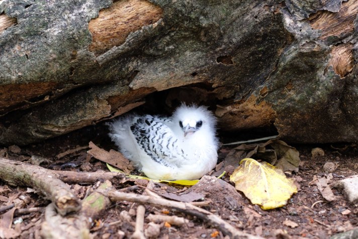 Bird on Cousin Island