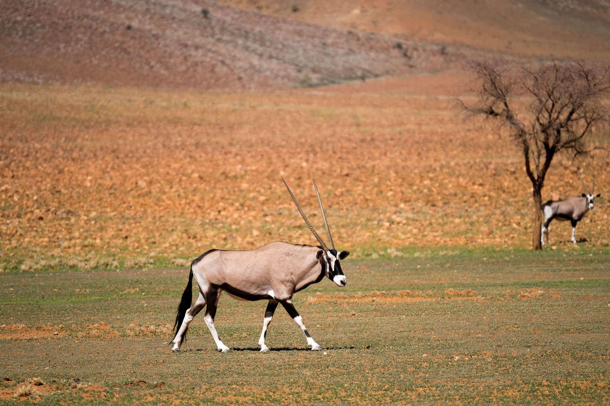 wolwedans dunes lodge game drive antelope
