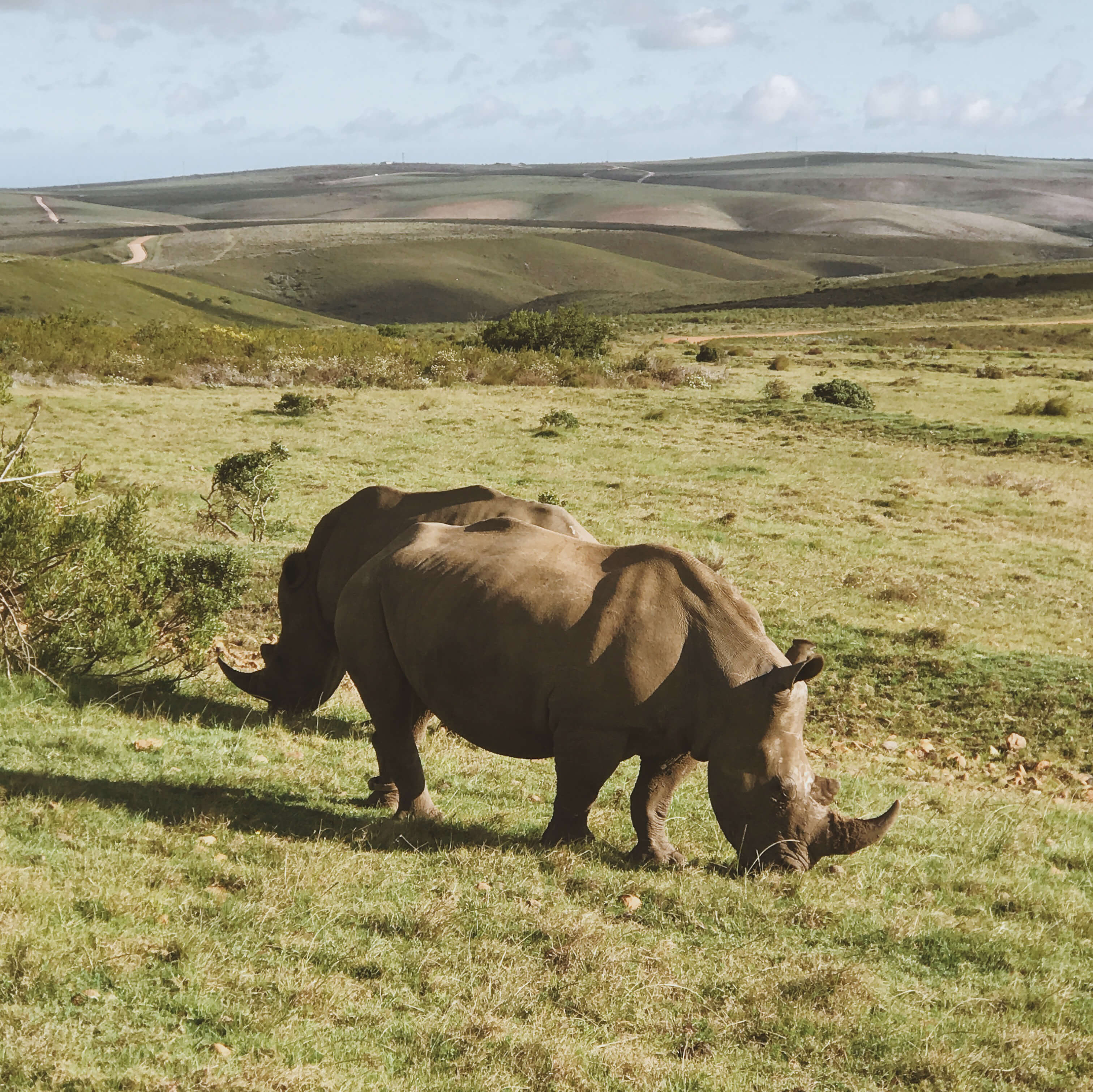 Big 5 in South Africa