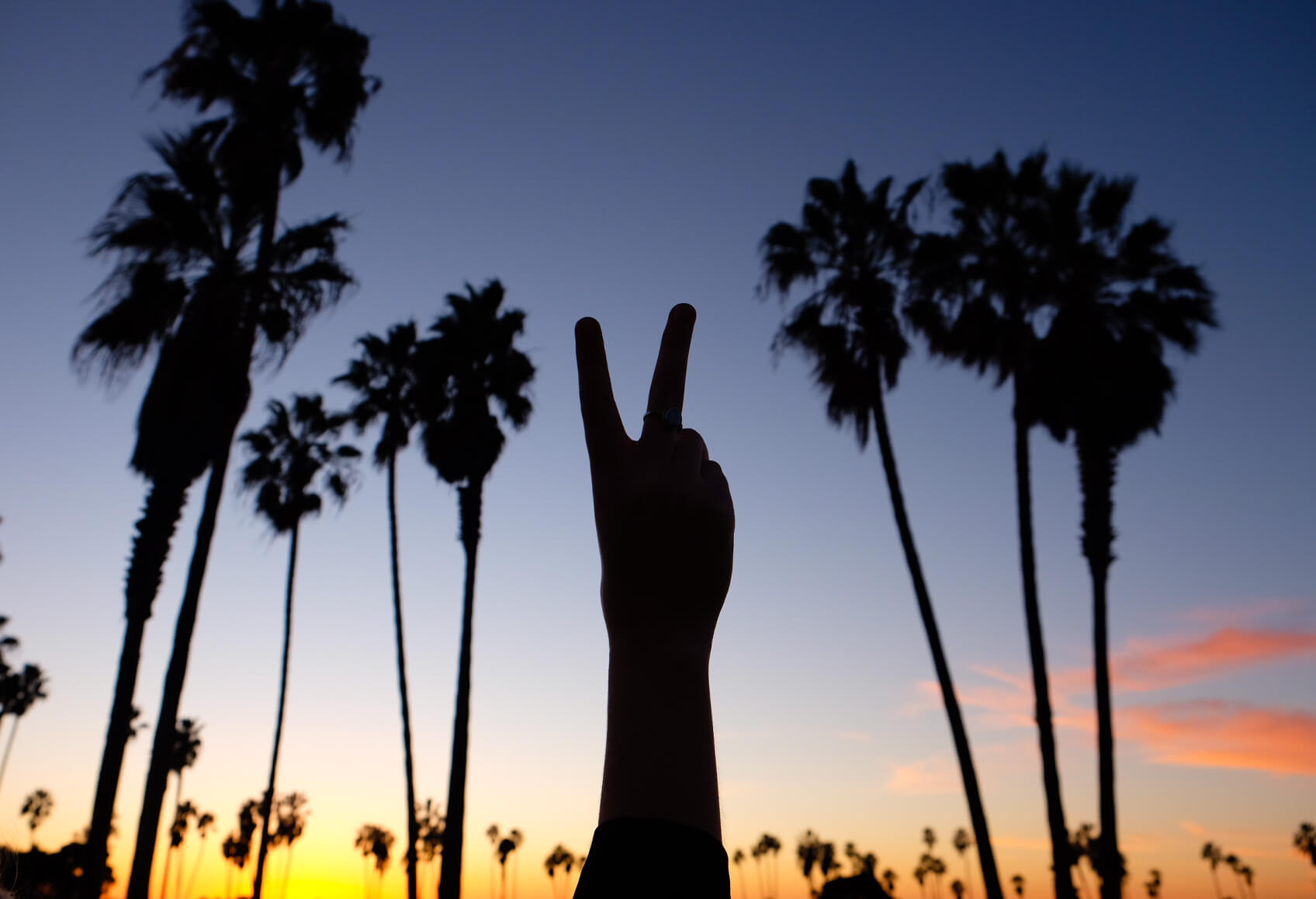Peace Palm Trees