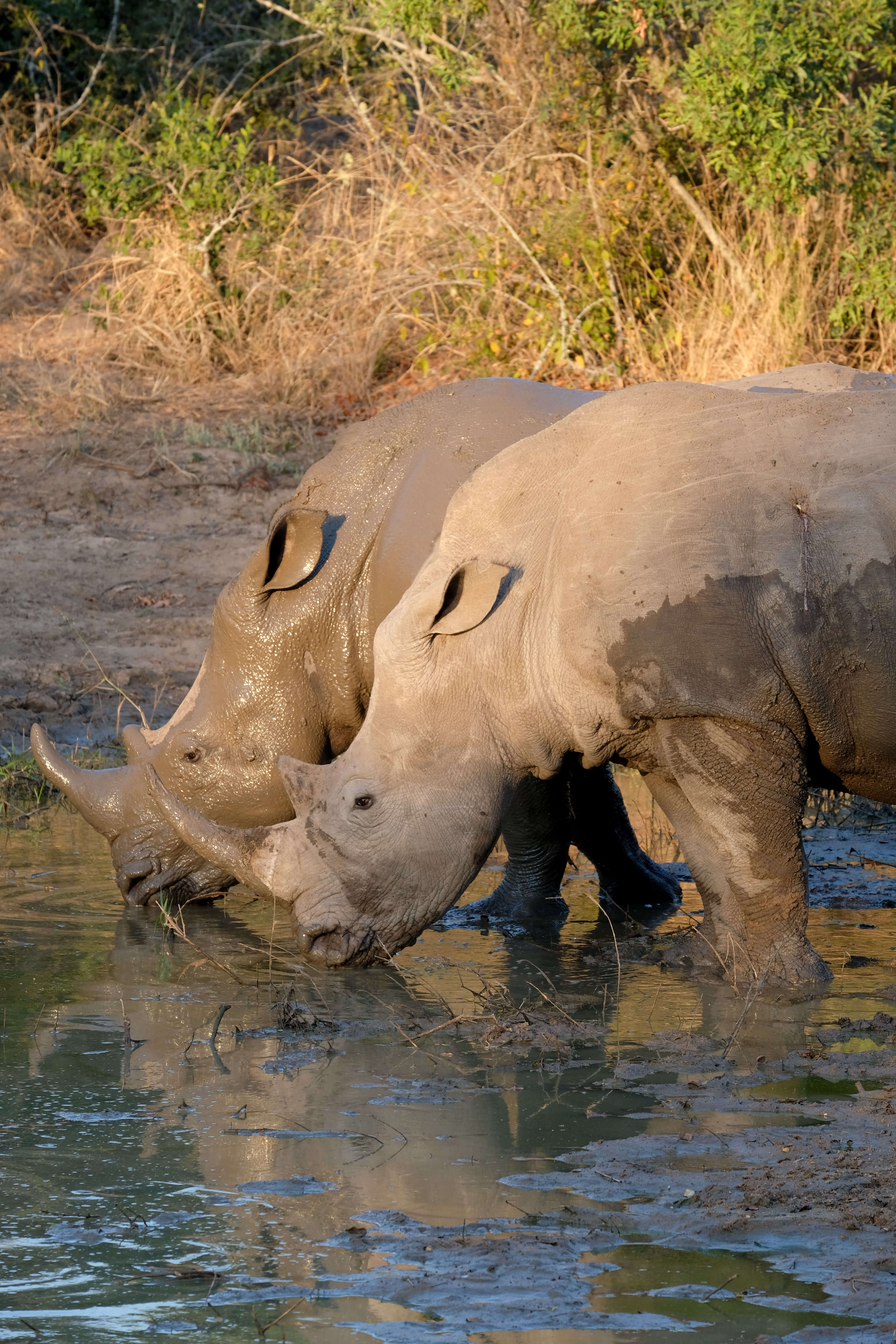 rhinos on safari in kruger national park