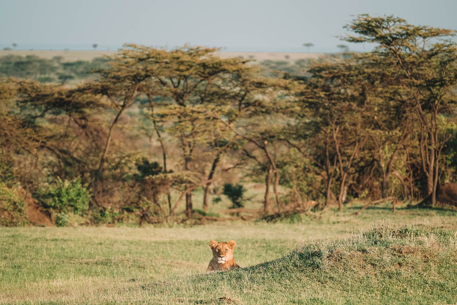 sitting lion