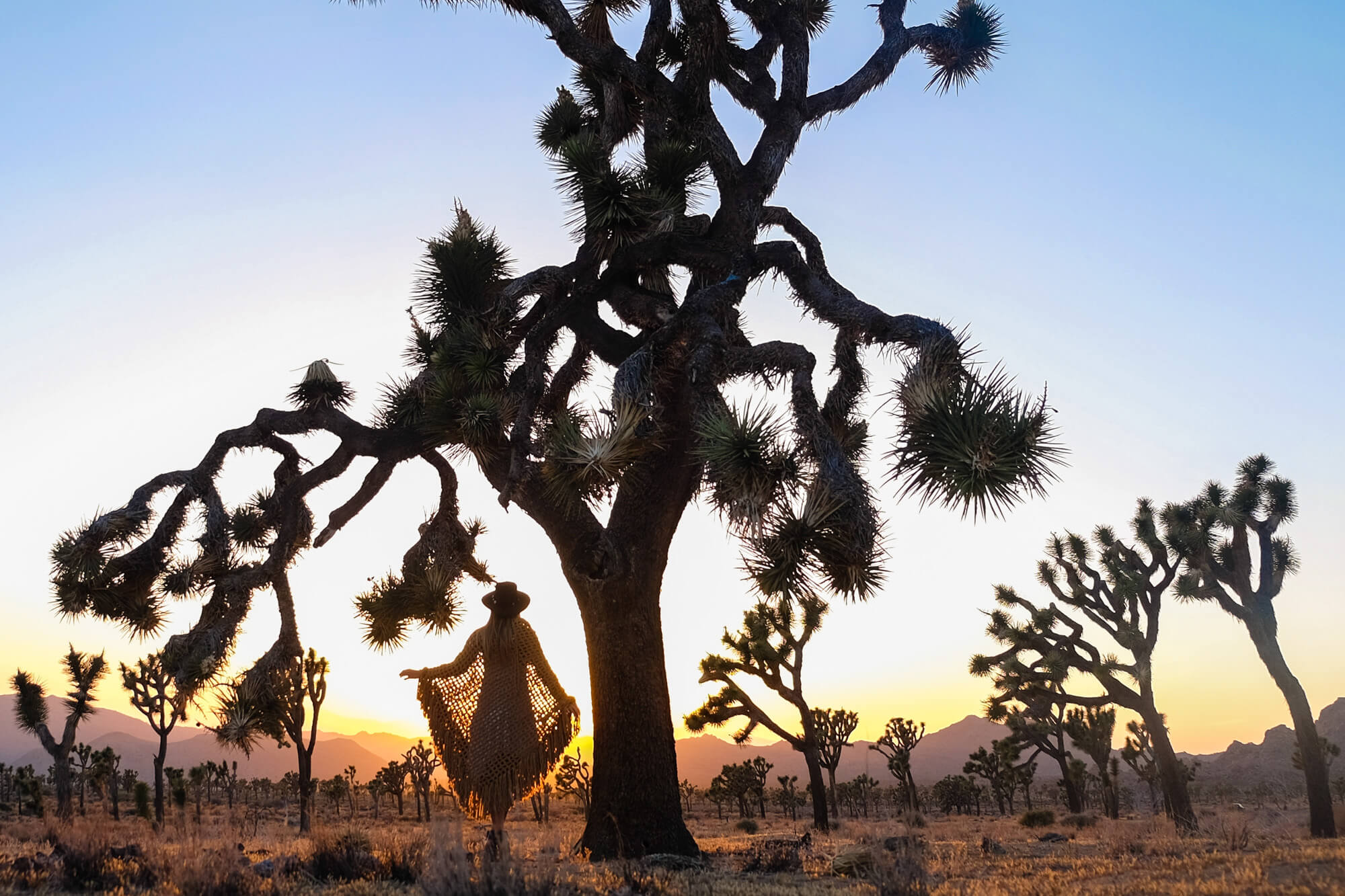Sunset over Joshua Tree National Park