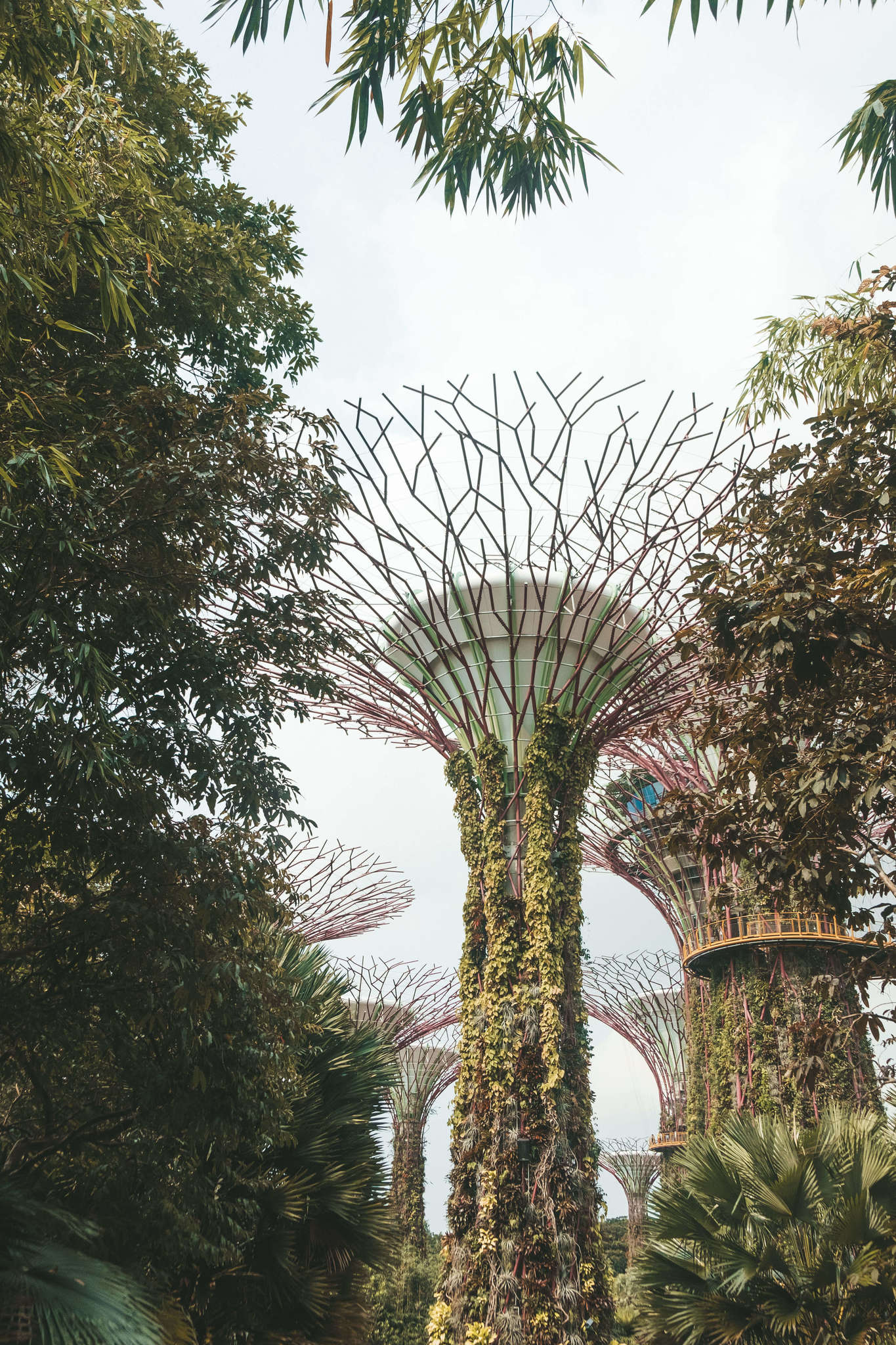 Trees in Singapore