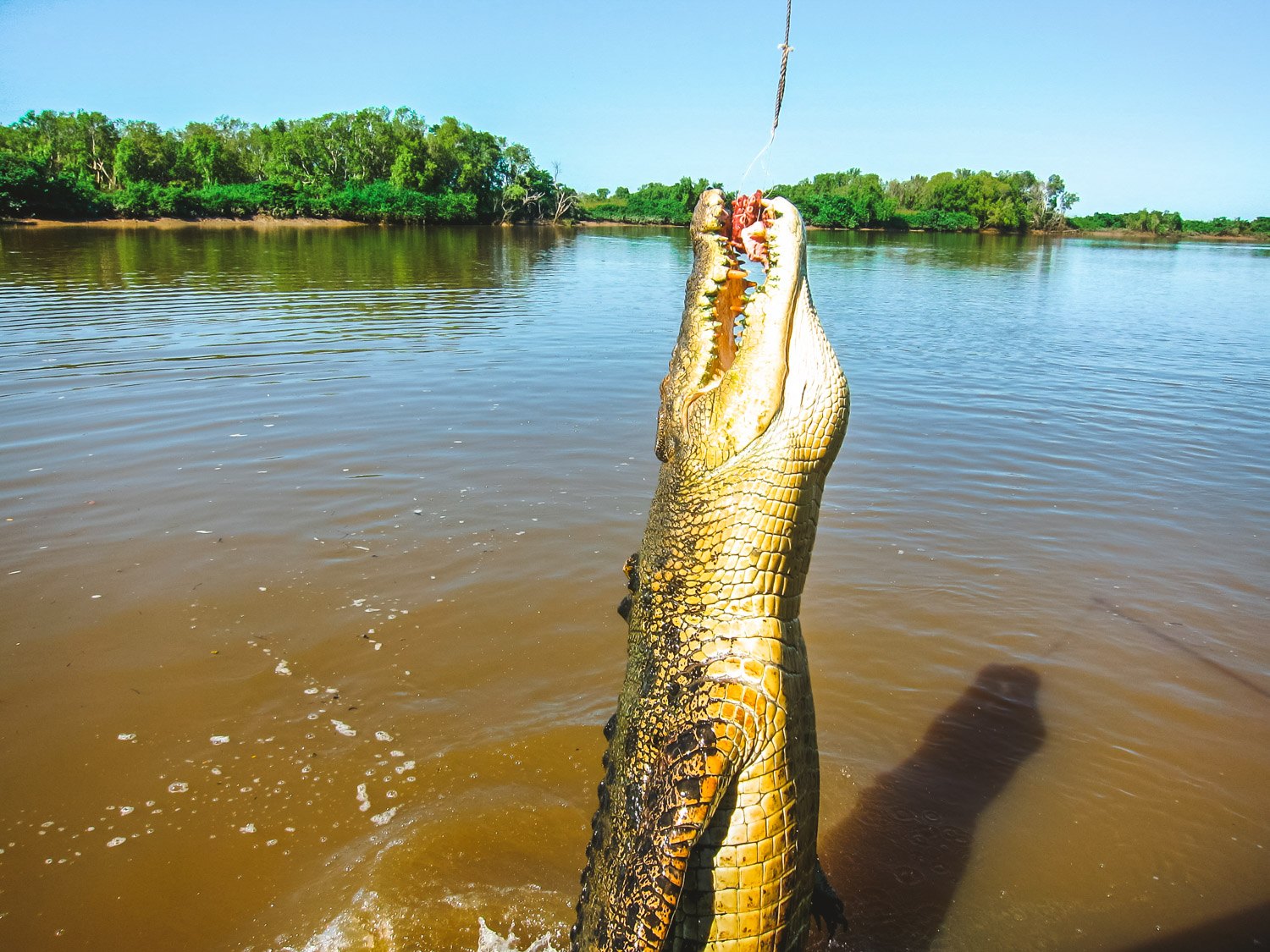 Jumping Crocodile