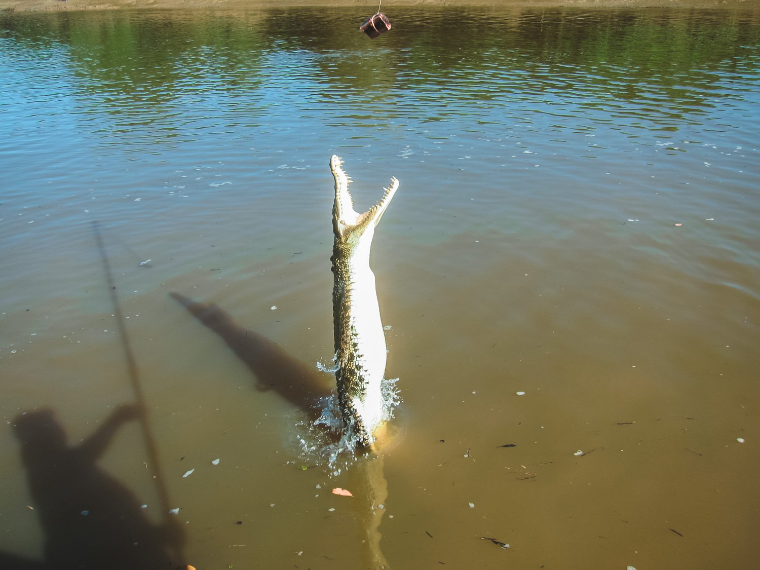 Jumping Crocodile