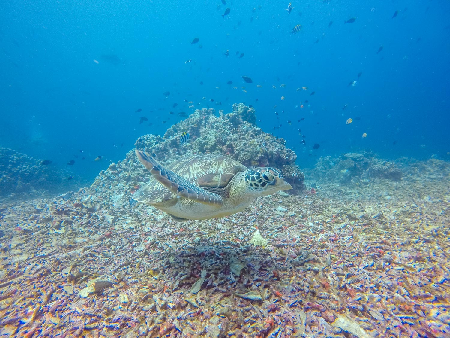 Diving in Gili T