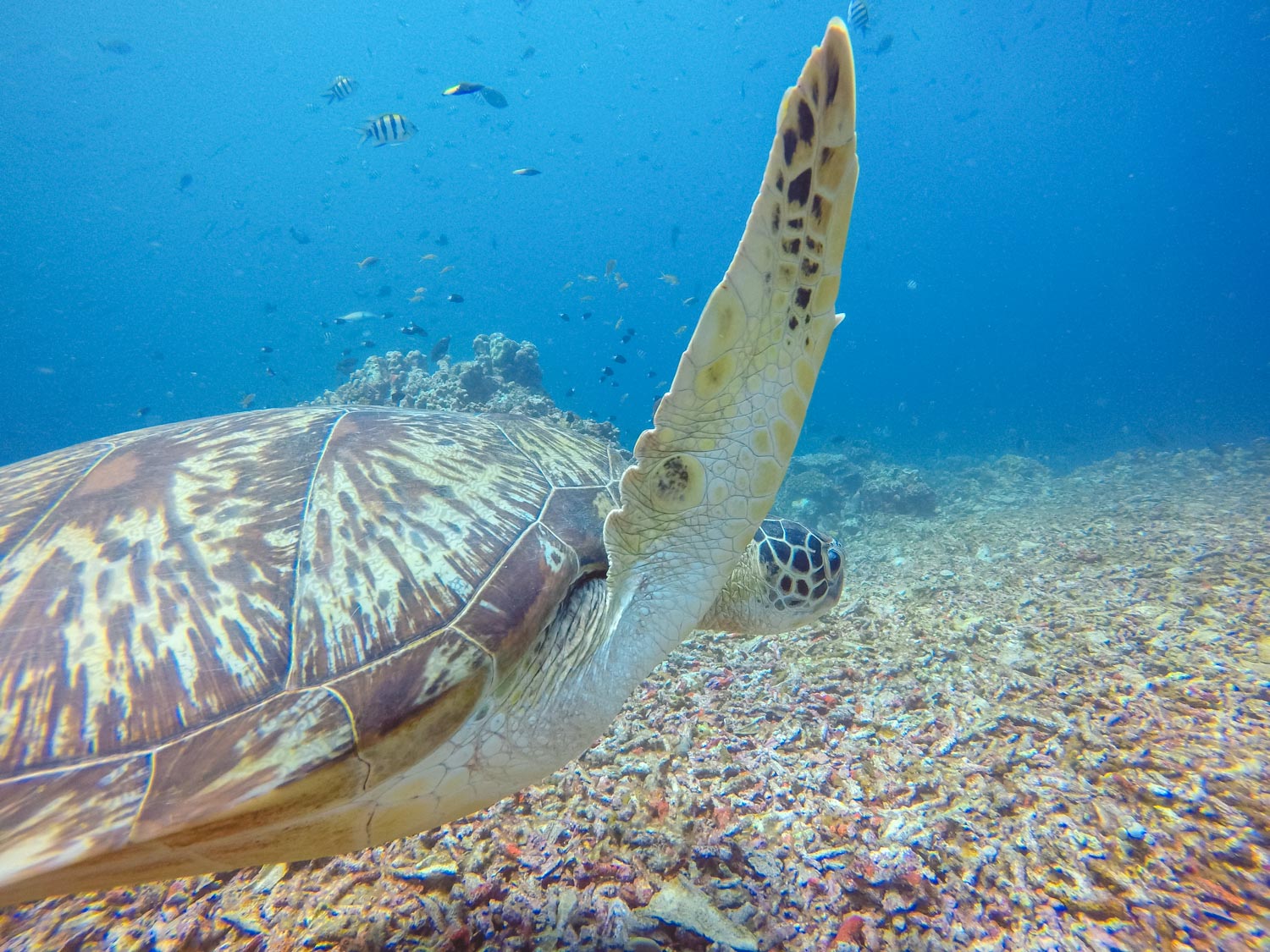 Diving in Gili T
