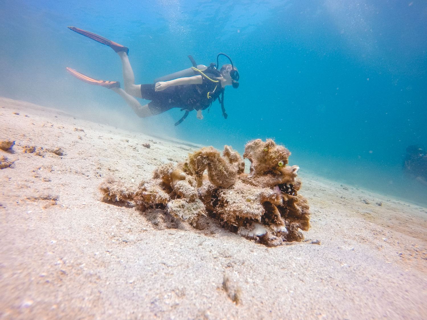 Diving in Gili T