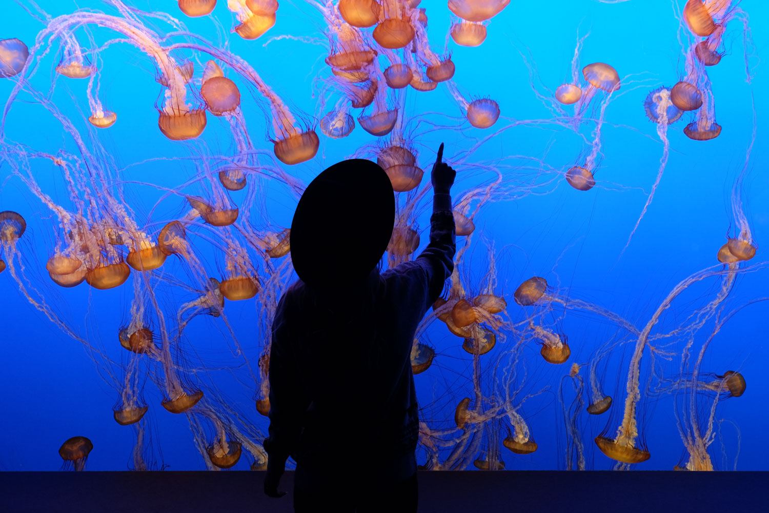 Monterey Bay Aquarium
