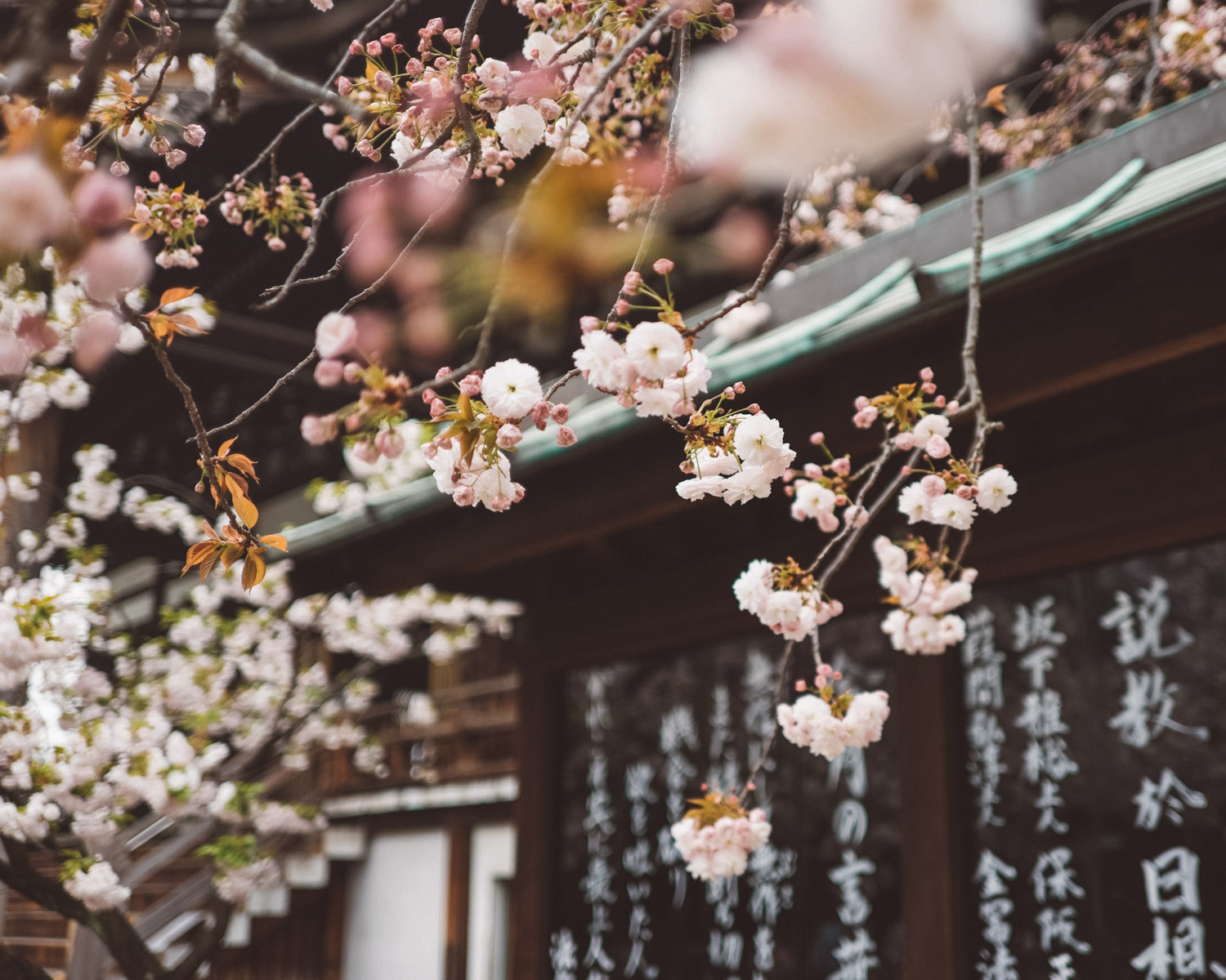 cherry blossoms in japan
