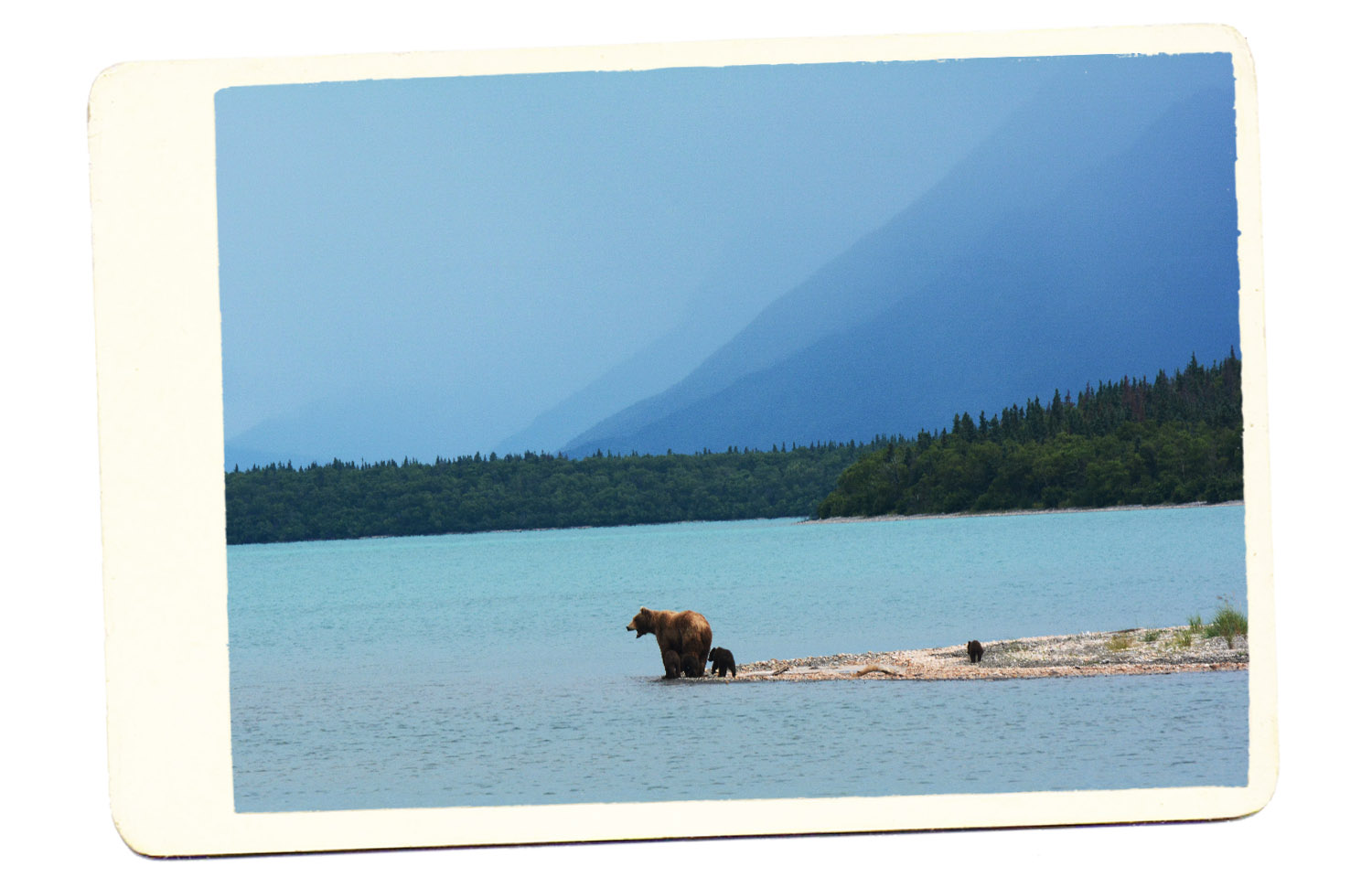 Alaska bear