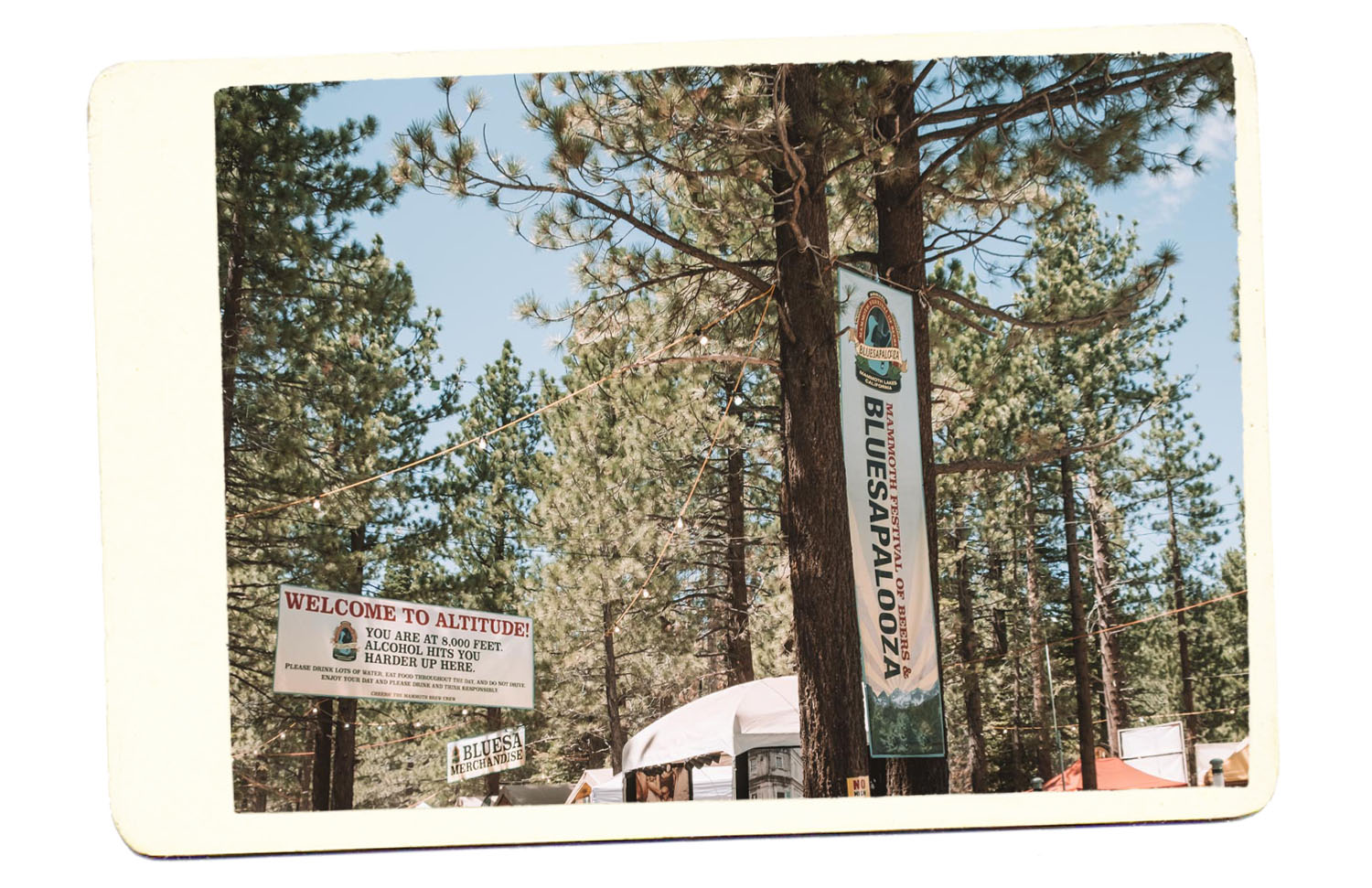 Mammoth Festival Tips