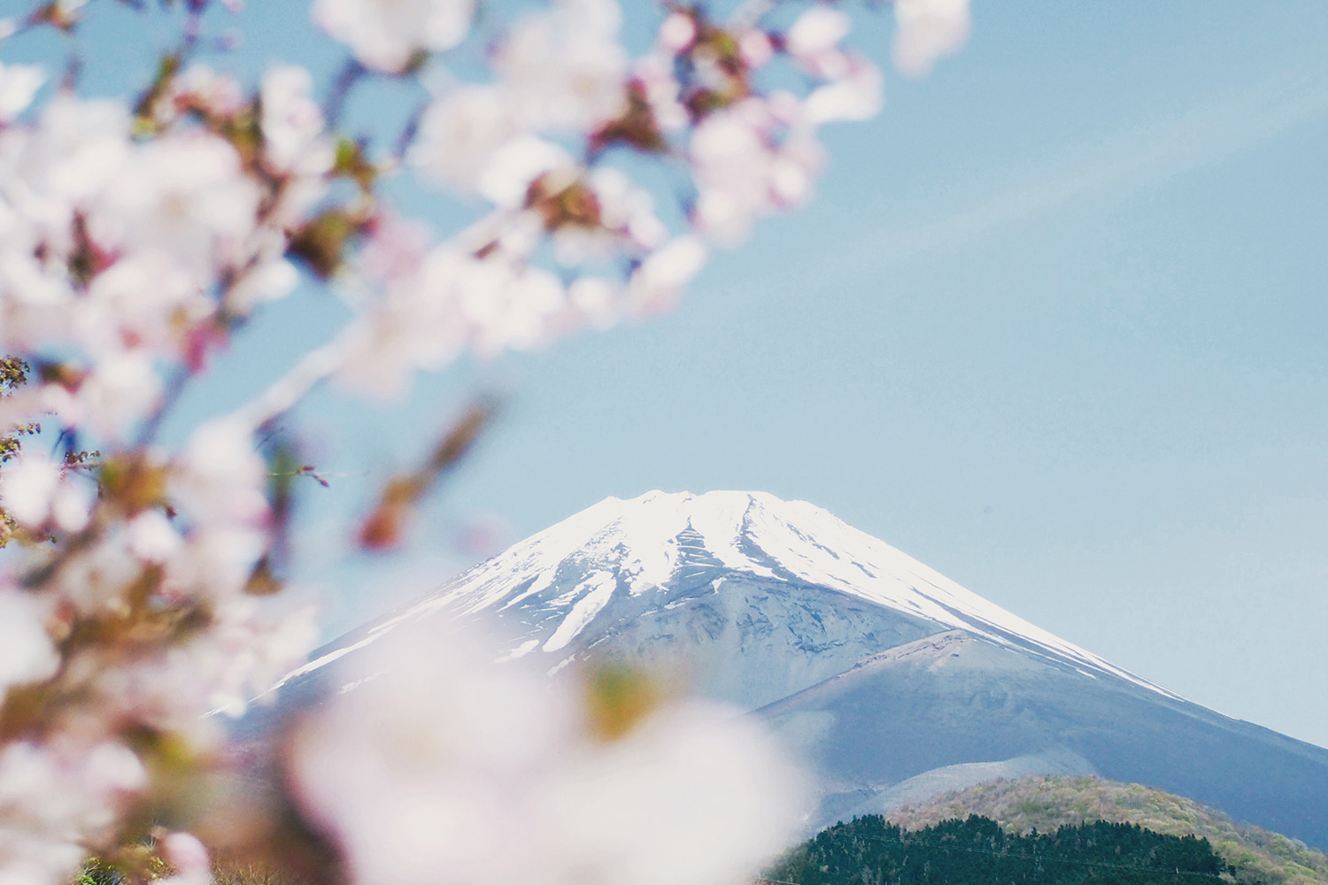 cherry blossoms sakura japan