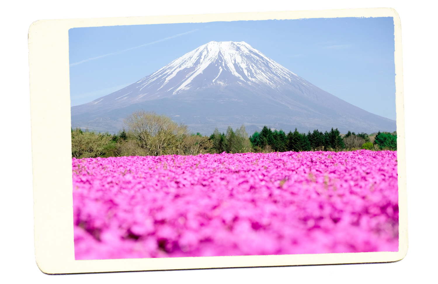pink flowers mt fuji japan