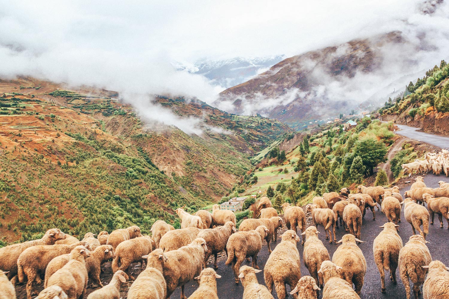 himachal india