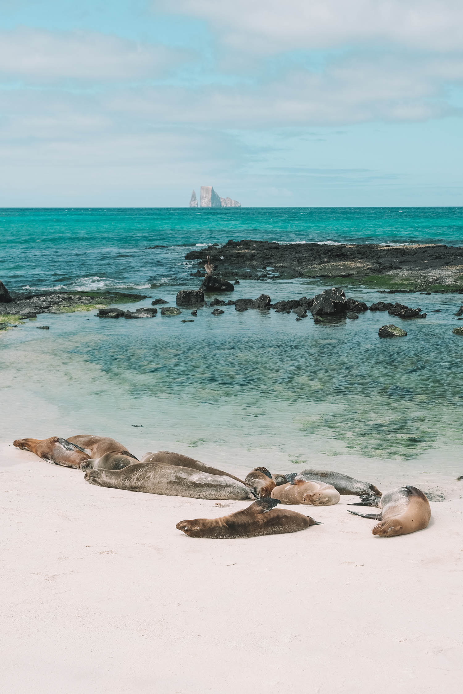 cerro brujo seals