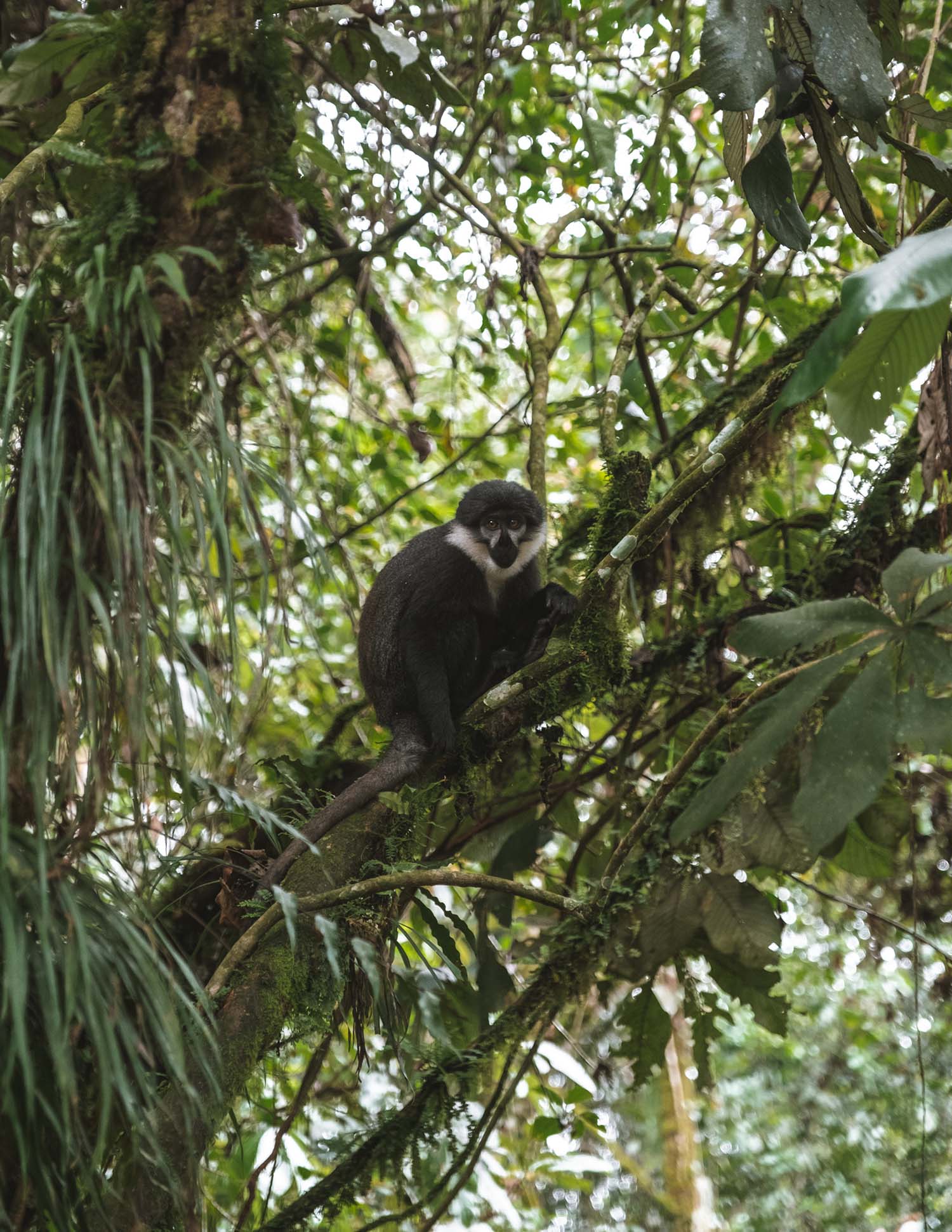 gorilla trekking uganda