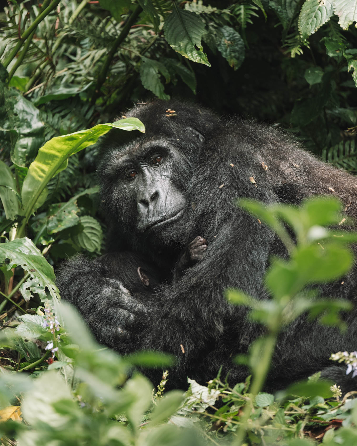 gorilla trekking uganda