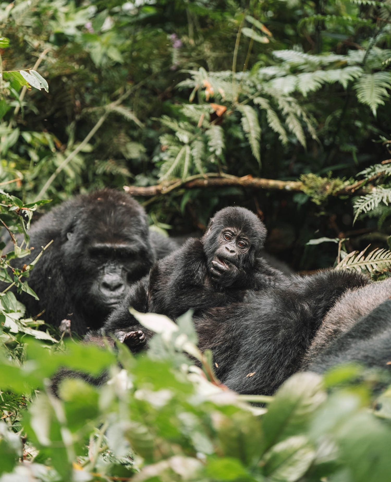 gorilla trekking uganda