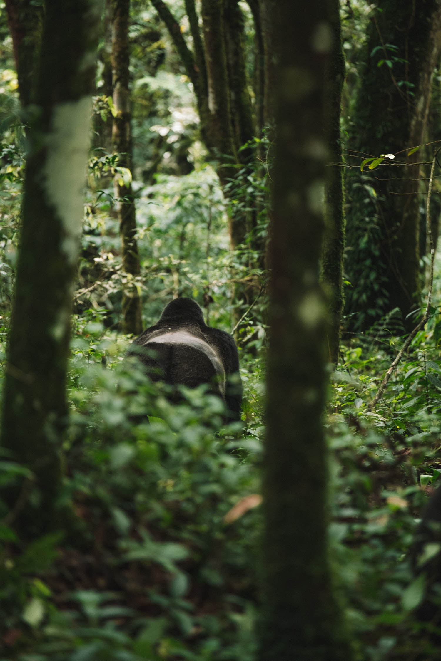 gorilla trekking uganda